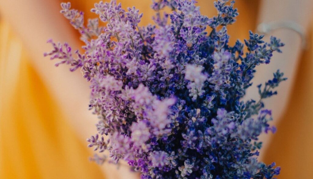 紫色の花の持つ効果とは？