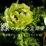 「おしゃれな緑のお花」が届く定期便